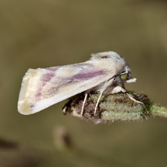 Schinia niveicosta
