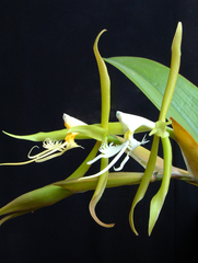 Epidendrum ciliare