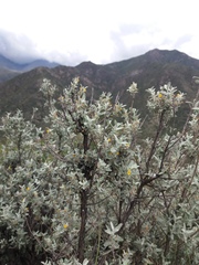 Buddleja mendozensis