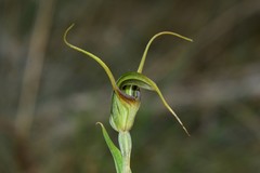 Pterostylis laxa