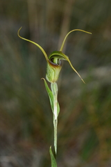 Pterostylis laxa