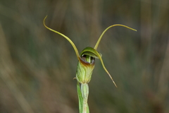 Pterostylis laxa