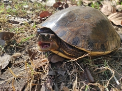 Trachemys grayi grayi