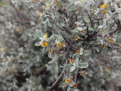 Buddleja mendozensis
