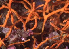 Melithaea