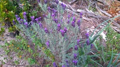 Lavandula stoechas