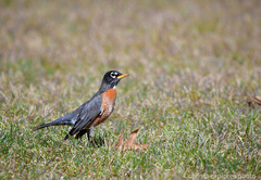 Turdus migratorius