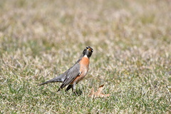 Turdus migratorius