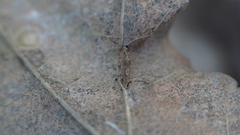 Macrodiplosis majalis