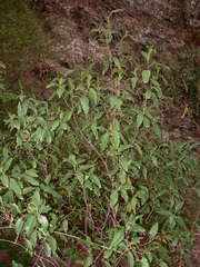 Rhamnus integrifolia