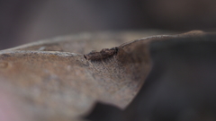 Macrodiplosis majalis