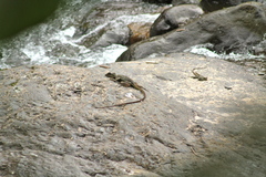 Basiliscus galeritus
