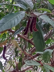 Mucuna pruriens