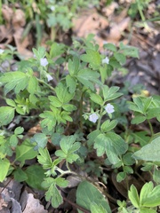 Phacelia ranunculacea