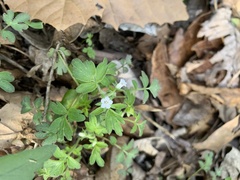 Phacelia ranunculacea