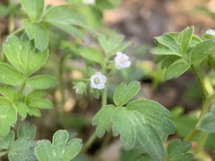 Phacelia ranunculacea