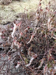 Polygonum paronychia