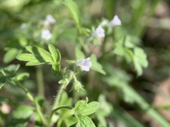 Phacelia ranunculacea
