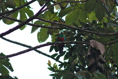 Pharomachrus auriceps