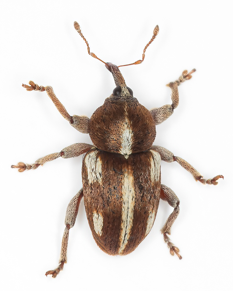 Tychius quinquepunctatus