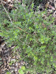 Galium cliftonsmithii