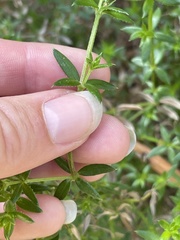 Galium cliftonsmithii