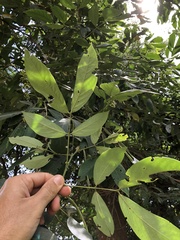 Senna macranthera