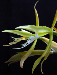 Epidendrum ciliare
