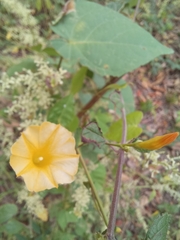 Ipomoea microsepala