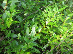 Salix lucida lucida
