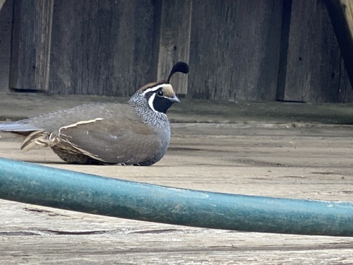 iNaturalist observation photo of California Quail