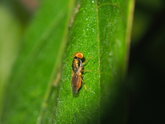 Microchrysa flaviventris