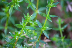 Galium cliftonsmithii