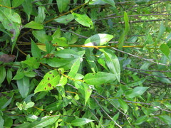 Salix lucida lucida