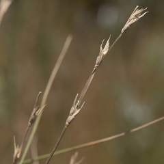 Uranthoecium truncatum