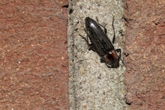 Stenosphenus notatus