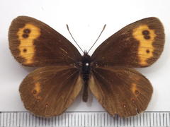 Erebia niphonica