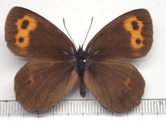 Erebia niphonica