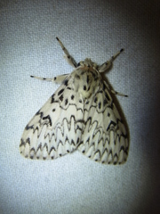 Lymantria minomonis
