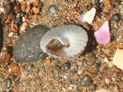 Coelotrochus tiaratus