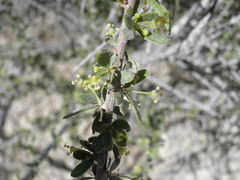 Tetracoccus capensis