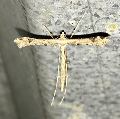 Stenoptilodes sematodactyla