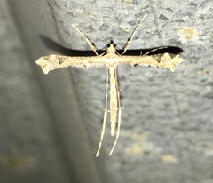 Stenoptilodes sematodactyla