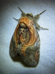 Peridea aliena