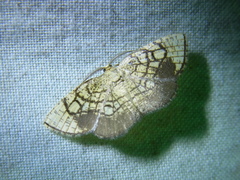 Cabera griseolimbata