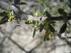 Tetracoccus capensis