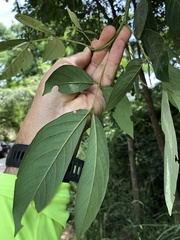 Senna macranthera