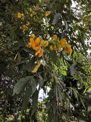 Senna macranthera