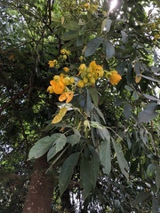 Senna macranthera