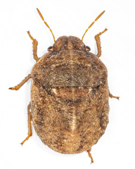 Psacasta tuberculata